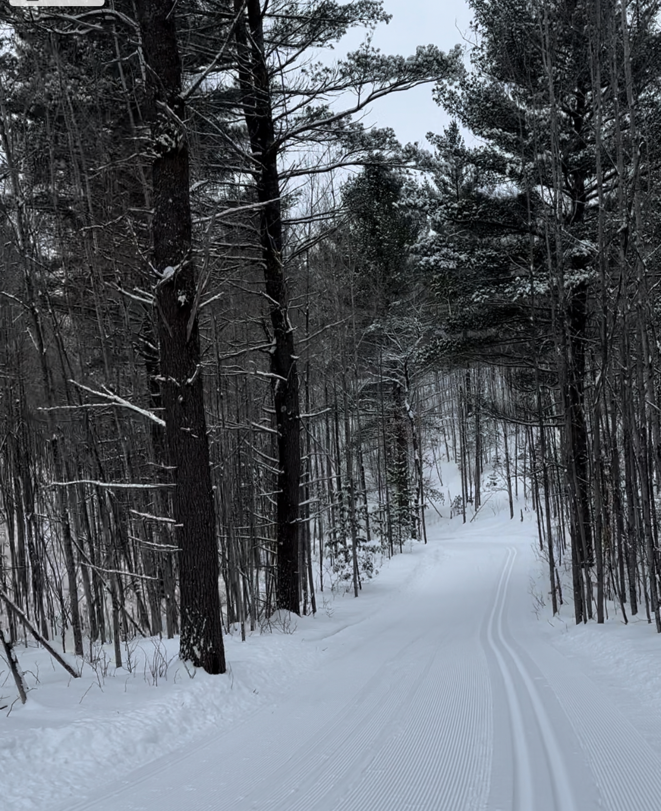 Forbush Skiing 